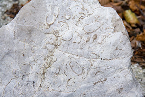fossili114